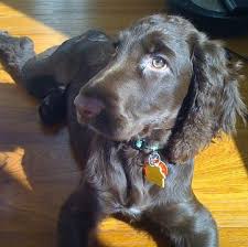 This is the price you can expect to budget for a field spaniel with papers but without breeding rights nor show quality. Field Spaniel Puppies For Sale Adoptapet Com
