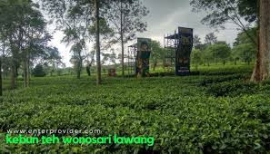 Biar makin bingung, nih saya tambahkan destinasi satu lagi, indahnya kebun teh wonosari lawang, malang! Kebun Teh Wonosari Lawang Tempat Outbound Berkapasitas Besar