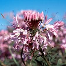 Image result for Cleome stricta