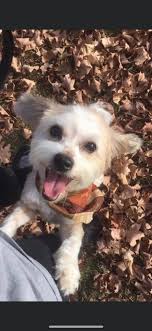 Has anyone seen a lost girl