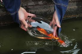 Hình ảnh cá chép koi nhật dùng để cúng ông công ông táo. Tháº£ Ca Chep Ngay Ong Tao Net Ä'áº¹p VÄƒn Hoa Cá»§a NgÆ°á»i Viá»‡t áº£nh Thá»i Sá»± Trong NÆ°á»›c VÄƒn Hoa Xa Há»™i Thong Táº¥n Xa Viá»‡t Nam Ttxvn