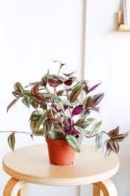 Image result for Tradescantia zebrina