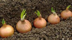 Epingle Sur Jardin