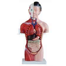 Find the perfect anatomy female torso stock photo. Human 42cm Female Torso Anatomical Model Skeleton Medical Anatomy 15 Part Ebay