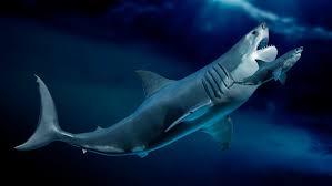 Image result for Shark