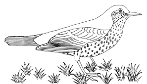 coloriage oiseau les beaux dessins de animaux a imprimer et colorier page 2 elsa y anna