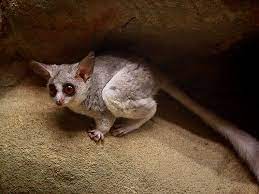 My Dream Pet A Mohol Bushbaby Rare Animals Animals African Wildlife