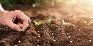 La revolución industrial es lo que permitió iniciar la producción masiva de alimentos desde finales del siglo XVIII en donde 