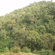 Image result for Ophrestia radicosa