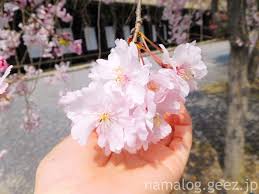 三十三間堂（京都）：穴場？あまり名前があがらないけど、桜がきれい！ | ほぼ備忘録☀ 関心は食と旅と昼寝