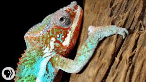 Scientists, however, have struggled to make a photonic. Nature S Mood Rings How Chameleons Really Change Color Deep Look Youtube