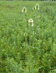 Image result for Dipsacus pinnatifidus