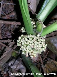 Image result for Gaertnera