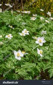 Image result for Aneilema nicholsonii