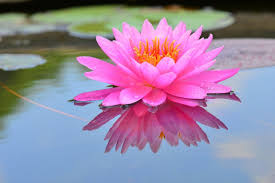 The flowers arrived plump and fresh. Lotus Flower Absolute Pink From Ahimsa Oils