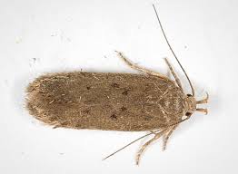 Image result for Bryotropha senectella