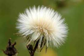 Image result for Sonchus schweinfurthii