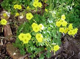 Image result for Oxalis pes-caprae