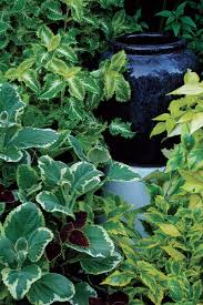 How to display garden pots. Staging A Container Plant Display Finegardening
