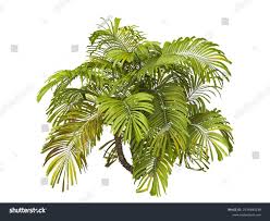 Image result for Phyllanthus engleri