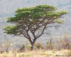 Image result for Burkea africana