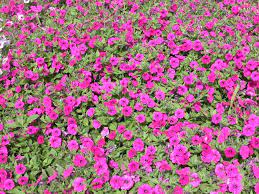 Have you ever asked yourself, how do i make my petunias fuller? preventing leggy petunias requires that you cut back the branches by one quarter. Treasure Coast Yard Doc Plant A Few Petunias For The Smile Of It