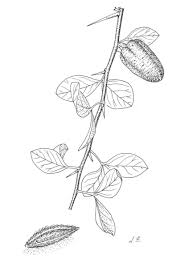 Image result for Balanites aegyptiaca