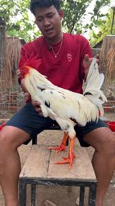 ស្អាតអ្ហា: គ្រាប់ស្អាតនិងខលរបស់កូនយើង