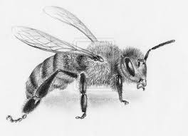 Check spelling or type a new query. Honey Bee By Carlconway On Deviantart Bee Drawing Honey Bee Drawing Bee