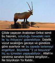Oriks Hayvani Ozellikleri Nelerdir Hangi Bolgelerde Yasar