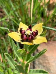 Image result for Pachycarpus concolor