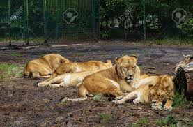 Buchen sie online und zahlen sie im hotel. Lowin Ruht In Der Gefangenschaft In Der Safari Park Deutschland Lizenzfreie Fotos Bilder Und Stock Fotografie Image 36115330