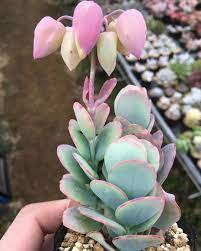 Kalanchoe Panamensis 1000 Blooming Succulents Succulents Mini Garden