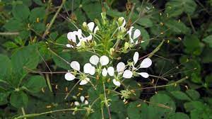 By zachery marquardt may 14, 2021 post a comment Saga The Traditional Vegetable Saget 34 Indian Food Ideas Food Indian Food Recipes Recipes 58 Likes 60 Talking About This Images Love