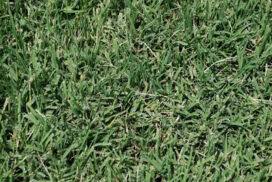 It loves heat, it's remarkably resistant to wear and tear, and, as turf goes, it's. Common Bermudagrass Purdue University Turfgrass Science At Purdue University