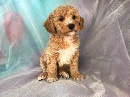 Check spelling or type a new query. Cockapoo Puppies For Sale Cockapoo Breeder In Iowa