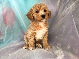 Check spelling or type a new query. Cockapoo Puppies For Sale Cockapoo Breeder In Iowa