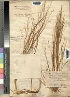 Image result for Panicum graciliflorum