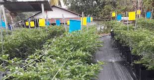 Pembajaan kuantitatif:ini adalah jenis model berdasarkan pengiraan keperluan pemakanan tanaman berdasarkan beberapa parameter. Zikir Pokok Kelebihan Dan Kekurangan Sistem Fertigasi