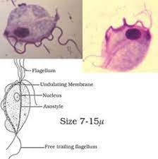 Parasitology Class Id Pictures Flashcards Quizlet Flashcards Vet Tech Student Medical Laboratory Science
