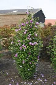 See more ideas about hibiscus, dried hibiscus flowers, tea recipes. Purple Pillar Rose Of Sharon Hibiscus Syriacus Dried Hibiscus Flowers Rose Of Sharon Tree Planting Flowers