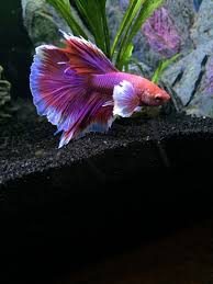 You Betta Believe It Betta Betta Fish Betta Aquarium