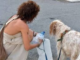 Risultati immagini per pipi cane per strada