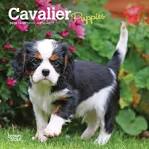 Lilium Cavaliers