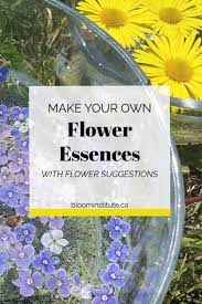 How To Make Flower Essences Flower Essences Flower Essences Remedies Flower Remedy
