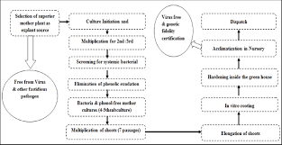 Flow Chart Summarizing Techniques Of Sugarcane Tissue