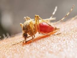 That is not normal if it had really crashed it would say something like: Virus Del Nilo Occidental Ultimas Noticias