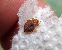 Image result for Cimex lectularius bites