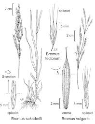 Image result for Bromus