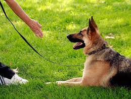 Look him in the eye and say his name and then offer him a treat. Teaching Your Dog To Come When Called Petfinder